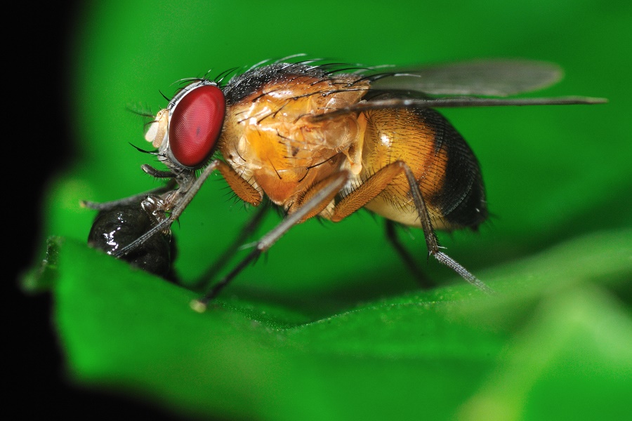 There are about 100,000 species of two winged flies, including fruit flies.