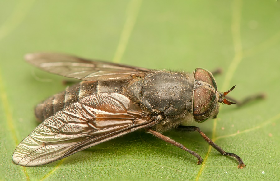 There are about 100,000 species of two winged flies, which include sand flies, crane flies (Daddy long legs) and houseflies (Musca domestica)