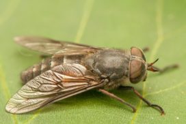 It is next to impossible to swat a fly because it takes 1/1000th of a second for the fly’s brain to get information from its eyes.