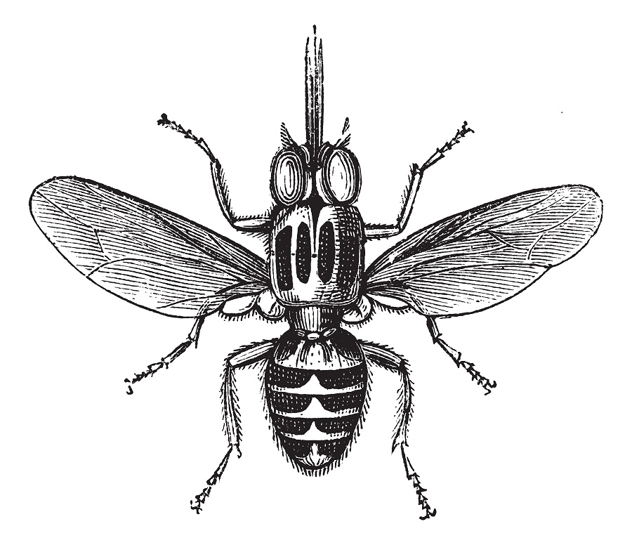 Halteres give tsetse flies and other species of flies aerial agility that outstrips that of any other flying insect.