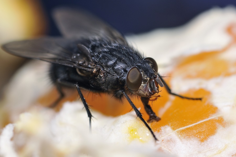 Liver blindness—How does the black fly spread it? ZALA HUB Part 3