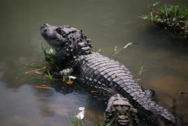 Alligators belong to the crocodilian species, which include crocodiles and gharials. The Chinese alligator (Alligator Sinensis) is one of the two species that are not extinct.