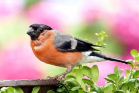 Colorful in appearance, the Bullfinch can be seen on hedges, gardens and park-lands feeding on buds and fruits.