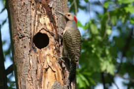 The Flicker woodpecker of Canada was observed to retire from its activities at exactly 3:35 each afternoon.