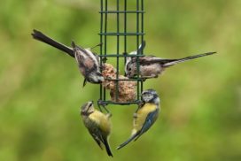 A simple bird feeder in your backyard or garden can attract birds that can be visible from your window.