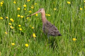 Black-tailed Godwit in a garden