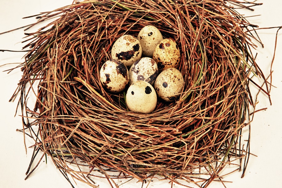 Quail eggs—why do they hatch at the same time? ZALA HUB