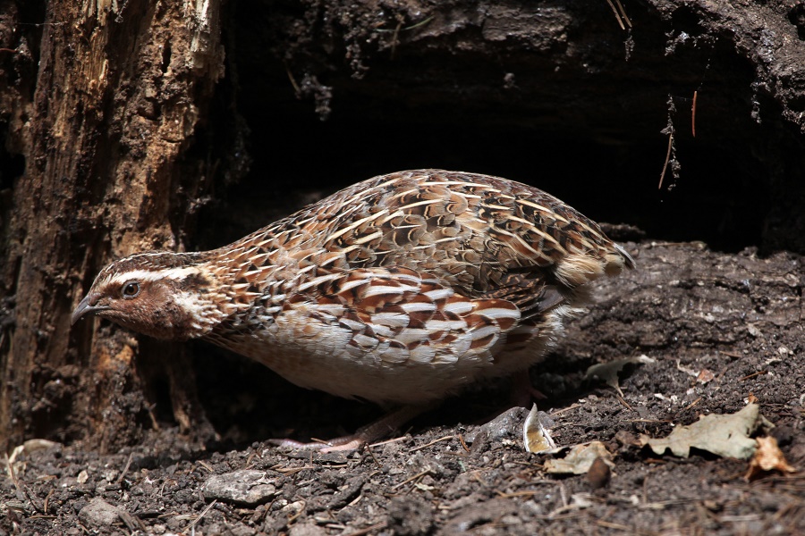 N113_Birds_2 Japanese quail (Coturnix Japonica)