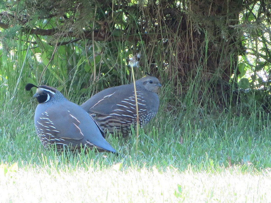 N113_Birds_3 N113_Birds_3