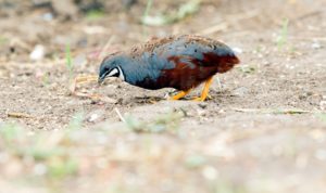 The King Quail, which is found in Asia and the islands between Southeast Asia and the Americas, comes in many colors: brown, blue, silver, maroon and almost black.