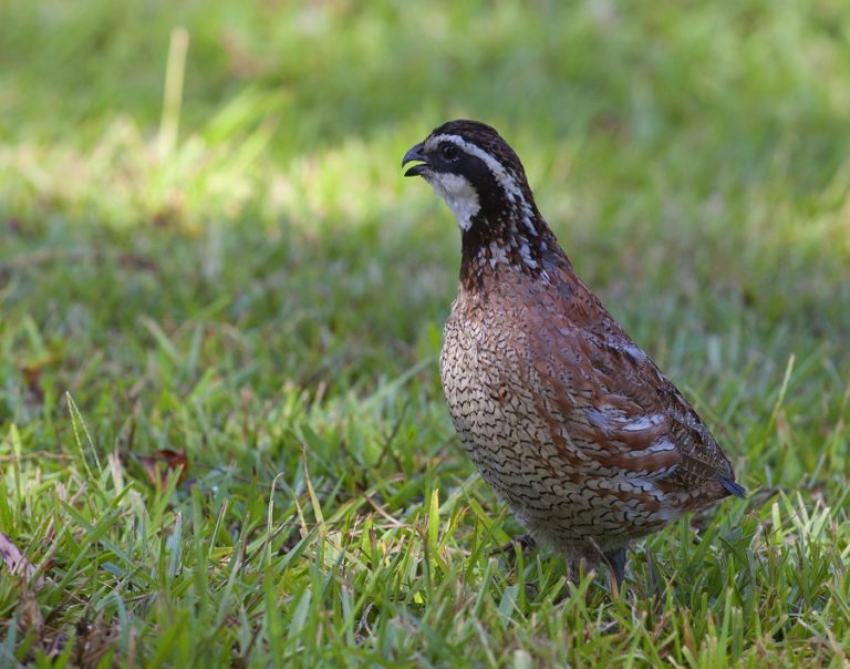 Male Bobwhite quail – ZALA HUB