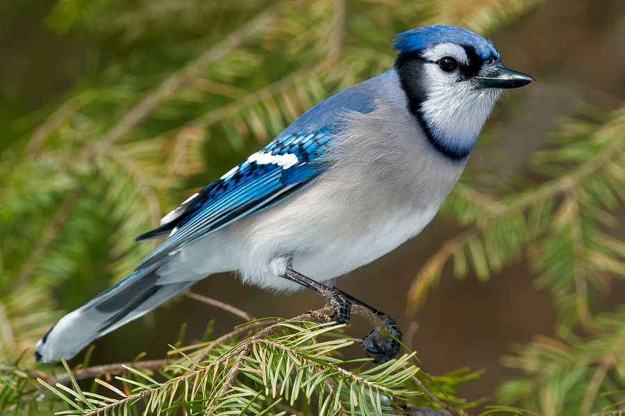 Blue Jay – ZALA HUB