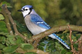 Although the male and female Blue Jay look alike to humans, the male’s feathers reflect ultraviolet light differently compared to the female’s feathers.