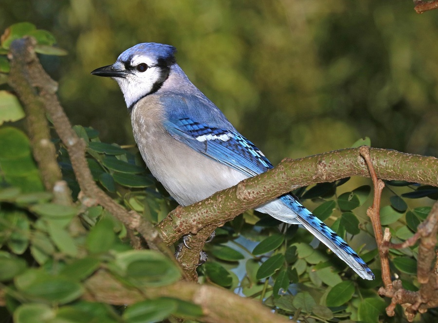 difference between male and female blue jays