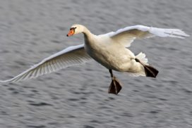Whooper swan flying over water.