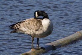 Canada goose on water