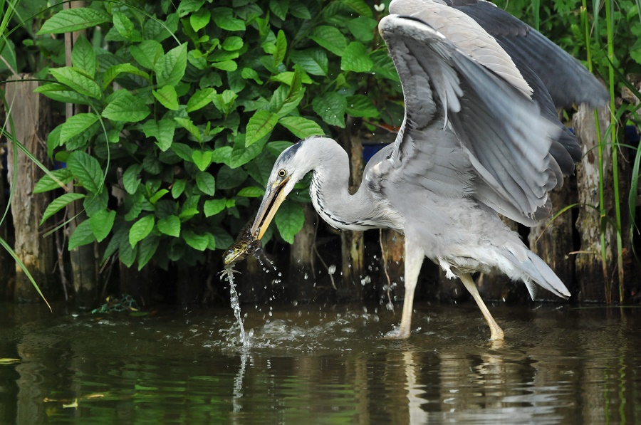 N123_Birds_2 Grey Heron