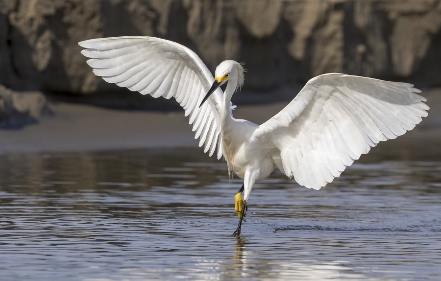 N123_Birds_3 Snowy Egret (Egrettathula)