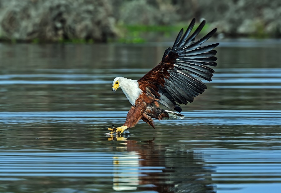 N123_Birds_4 Fish Eagle