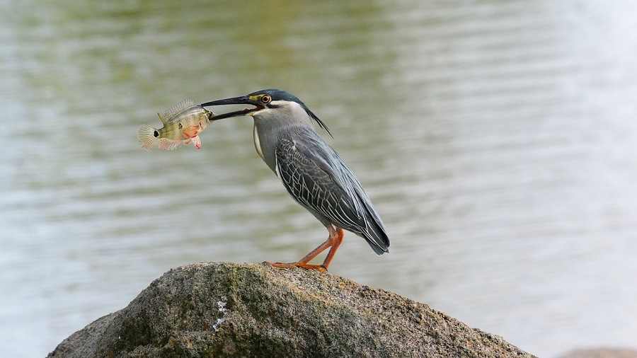 N123_Birds_asian_heron Asian Heron with fish in its beak.