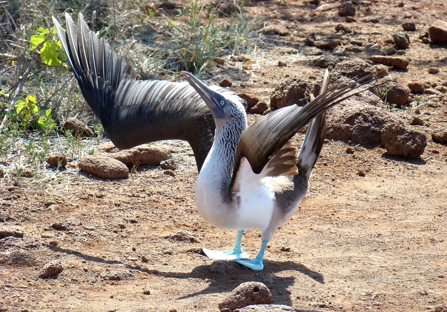N123_Birds_booby Booby