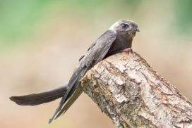 Swift perched on a tree stump. These birds live in dark caves. They use echolocation to locate their nests in darkness.