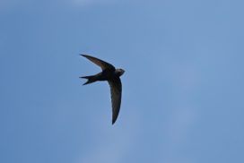 Swifts, weighing only 30 -60 grams, are one of the fastest birds in the world.