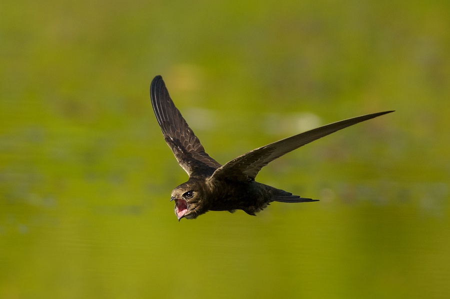 N126_Birds_1 Common Swift