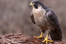 Peregrine falcon standing on a tree branch