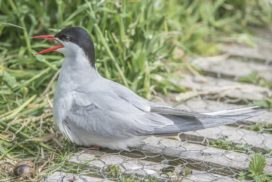 Arctic tern on a piece of wood.