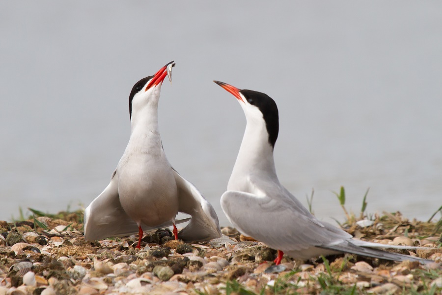 National Aquarium - Unlike many birds, male and female blue jays are  practically identical, with males being slightly longer than their female  counterparts. Birds with little differentiation between sexes, like geese  and