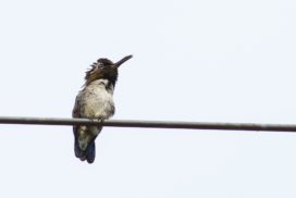 Bee humming bird, the smallest bird in the world