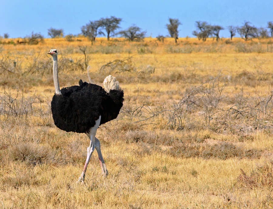 what is the most biggest bird in the whole world
