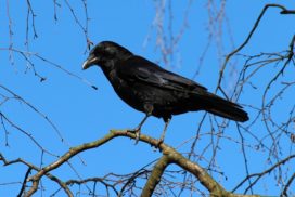 The New Caledonian crow (Corvus Moneduloides) makes tools and uses them to access food in difficult to get to places.