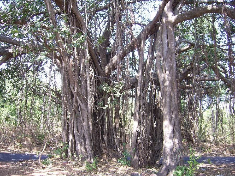 N133_Other_trees_india N133_Other_trees_india