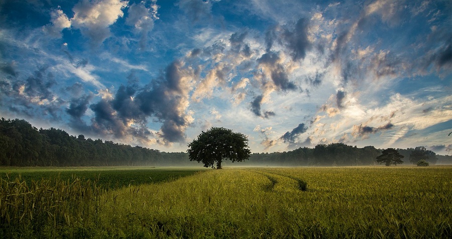 N134_Other_Field evening Field