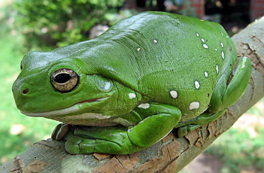 N134_Other_finger-coral-tree-frog Finger Coral Tree Frog