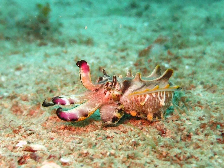 Flamboyant cuttlefish in water The cuttlefish changes color using a special cell under its skin called the chromatophore.