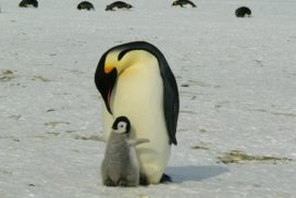 Penguins are able to survive on the Antarctic ice cap in winter in temperatures 400 below freezing for weeks, because they trap a continuous layer of air within their feathers.