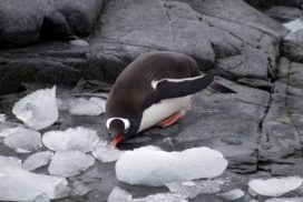 Penguin eating ice
