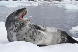 A leopard seal laying on its back