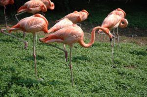 Flamingos are perfectly balanced on one leg and use less energy.