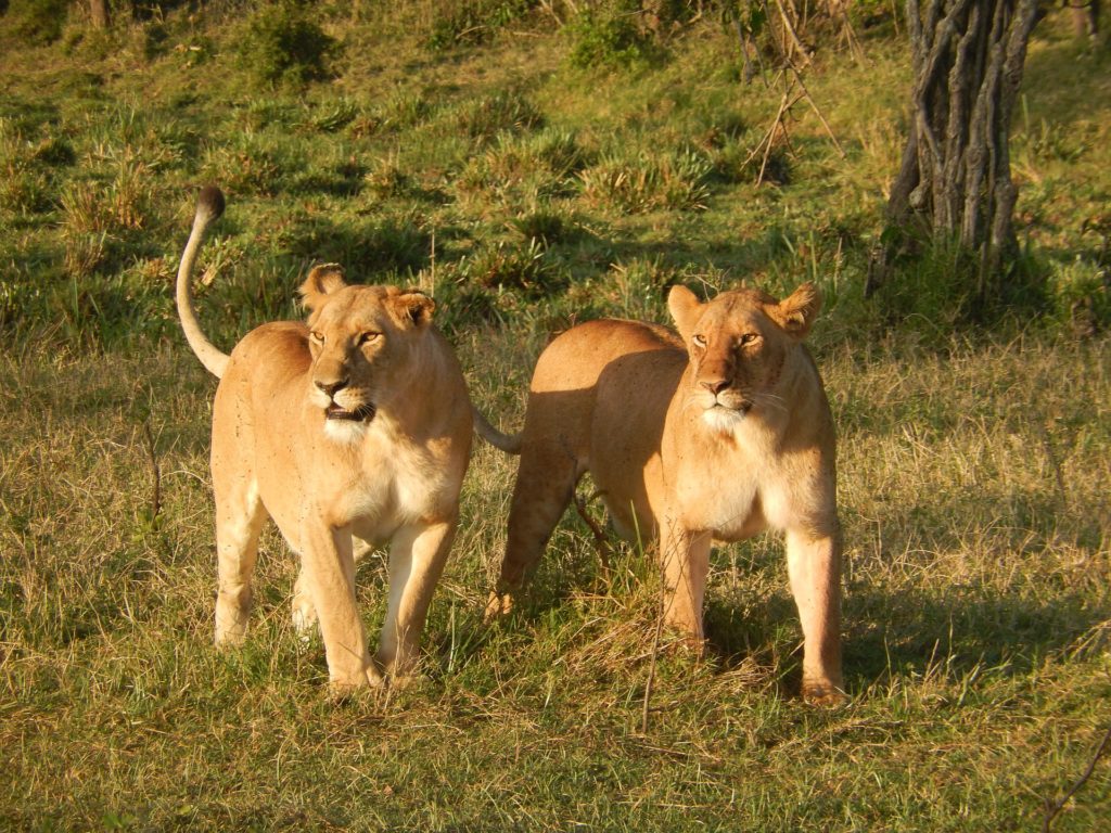 tow lions walking together