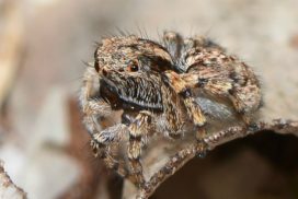 female peacock spider on a piece of dry wood