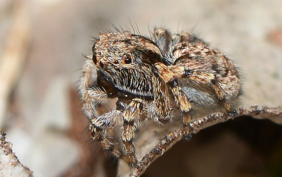 Peacock Spider