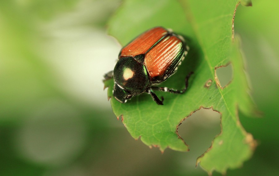 Japanese beetle on a green leaf