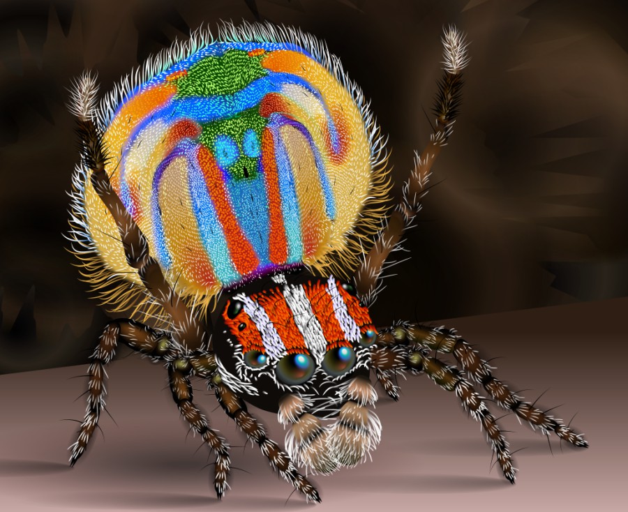 Peacock spider performing a courtship dance