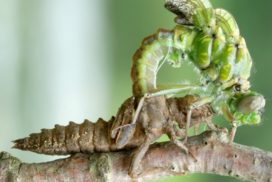 Dragonfly emerging from nymph.