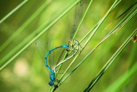 Mating metallic blue dragonflies.