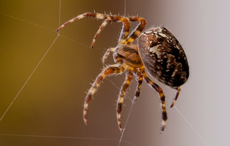 A spideer on the web